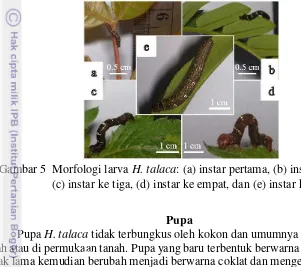 Gambar 5  Morfologi larva H. talaca: (a) instar pertama, (b) instar ke dua,  