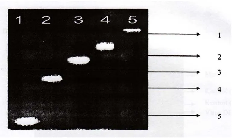 Gambar 1. Hail RT-PCR control positif 