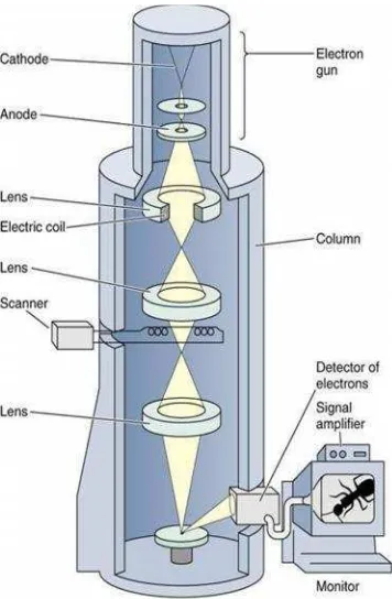 Gambar 6. Diagram skematik SEM (Smallman dan Bishop, 1995).