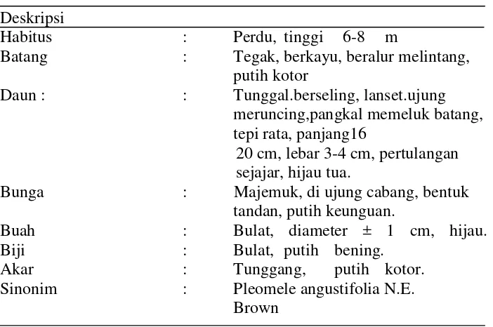 Tabel 1.1 Klasifikasi dan deskripsi tanaman daun suji (Pleomeleangustifolia N.E.Brown) (Ritariata, 2010)