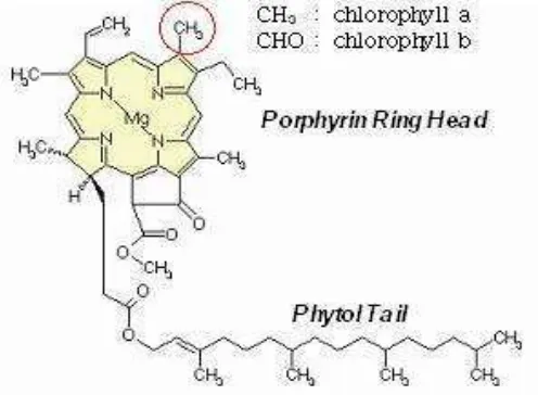 Gambar 2.2. Struktur kimiawi molekul klorofil( Chlorophyll Theraphy Institute, 2006)