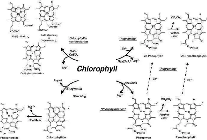 Gambar 2.3. Metabolisme Klorofil ( Ferruzzia, 2006)