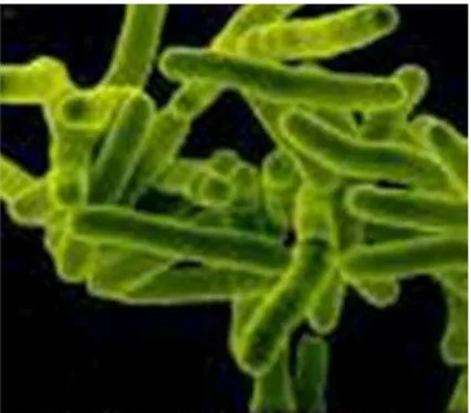 Gambar 3. Bakteri Mycobacterium tuberculosa