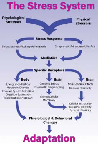 Gambar 2.2 Sistem stres, mulai dari jenis stresor sampai terjadinya adaptasi oleh karena adanya respon  (Godoy et al., 2018)