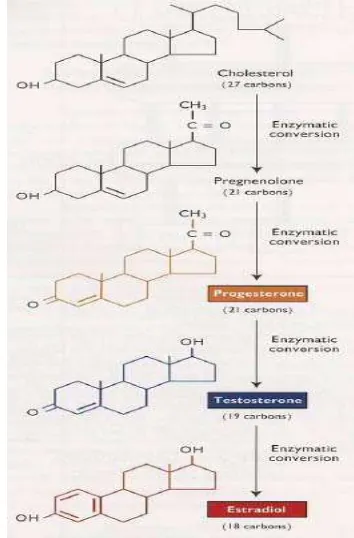 Gambar 2 Transformasi biokimia utama yang terjadi pada  hormon steroid   (Senger 2003)