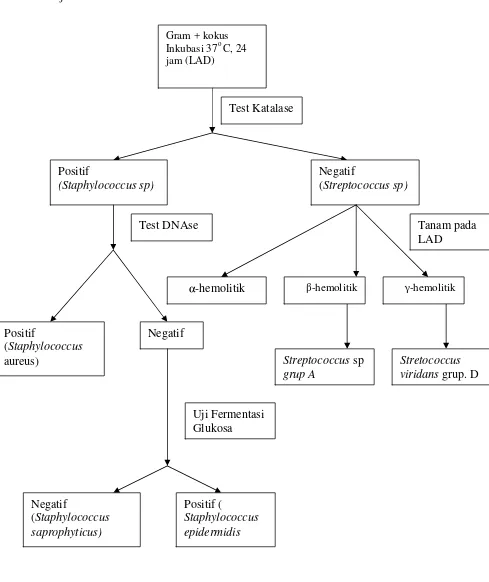 Gambar 8. Diagram identifikasi bakteri Gram positif