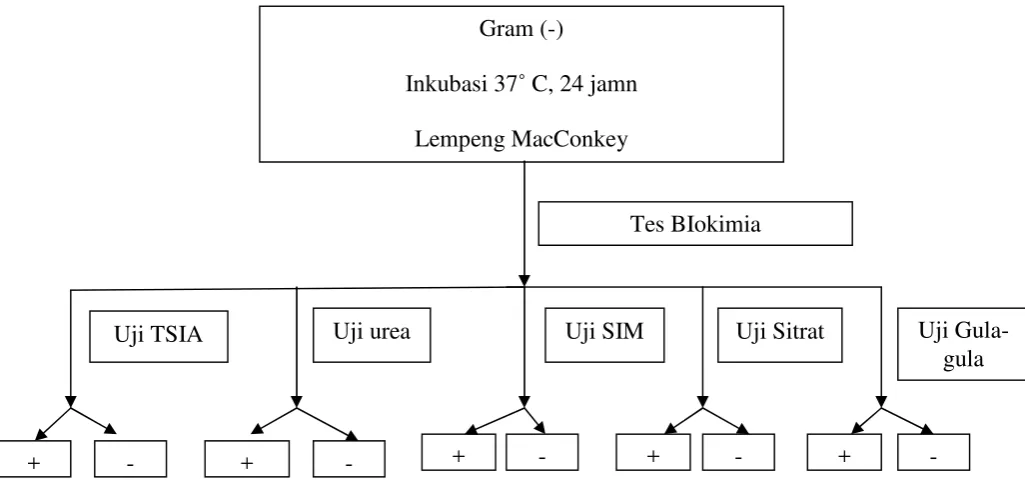 Gambar 9. Tes biokimia Gram negative