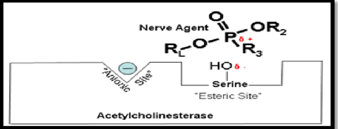 Gambar 1. Pestisida menghambat kerja asetilkolinesterase dengan berikatan pada  sisi aktif enzim ((National Academies, 2004)