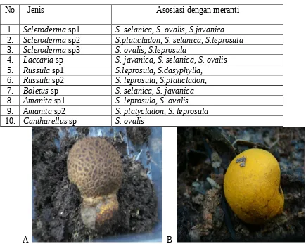 Tabel 1. Jenis ektomikoriza dan asosiasinya dengan tanaman meranti (Shorea sp.)