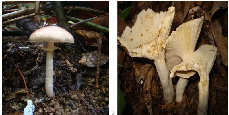 Gambar 3. Tubuh buah fungi yang diduga pembentuk ektomikoriza A. Scleroderma  sp1;  B