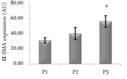 Figure 2. Level of �P1P2-SMA III in cell culture with different passage (P1, P2, P3) with addition of 10 ng/mL TGF-�1