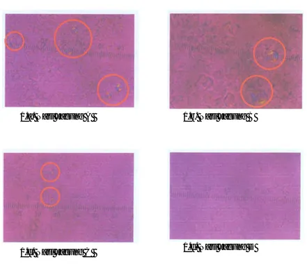Gambar 2.  Foto mikroskop polarisasi nasi jagung 
