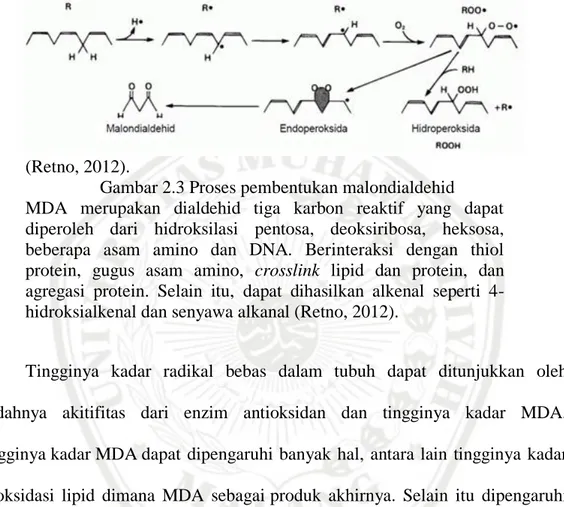 Gambar 2.3 Proses pembentukan malondialdehid   MDA  merupakan  dialdehid  tiga  karbon  reaktif  yang  dapat  diperoleh  dari  hidroksilasi  pentosa,  deoksiribosa,  heksosa,  beberapa  asam  amino  dan  DNA