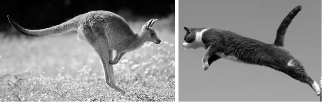 Gambar 1: Ekor Kanguru dan Kucing sebagai Alat Keseimbangan 