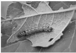 Gambar 7: Trikoma pada Epidermis Daun 