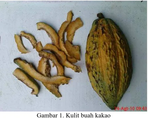 Gambar 1. Kulit buah kakao 