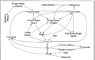 Gambar 1.  Siklus nitrogen di laut (Millero dan Sohn, 1992) 