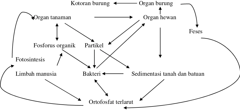 Gambar 2. Siklus fosfor di perairan (Kolowith et al., 2001) 