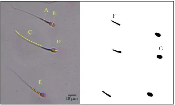 Table 1. Comparison of goats sperm morphometry������