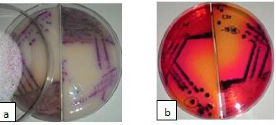 Tabel 6. Isolat Salmonella spp. positif dari sampel perikanan dengan kategori Multi Drug Resistant