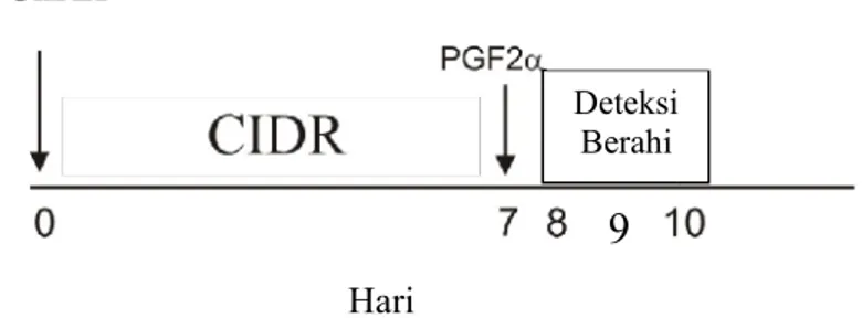 Gambar 2. Sapi  Perah  mendapatkan  perlakuan  hormon  GnRH,  PGF2α dan pemasangan CIDR (perlakuan 2).