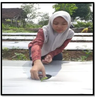 Gambar 3.5 Penanaman 