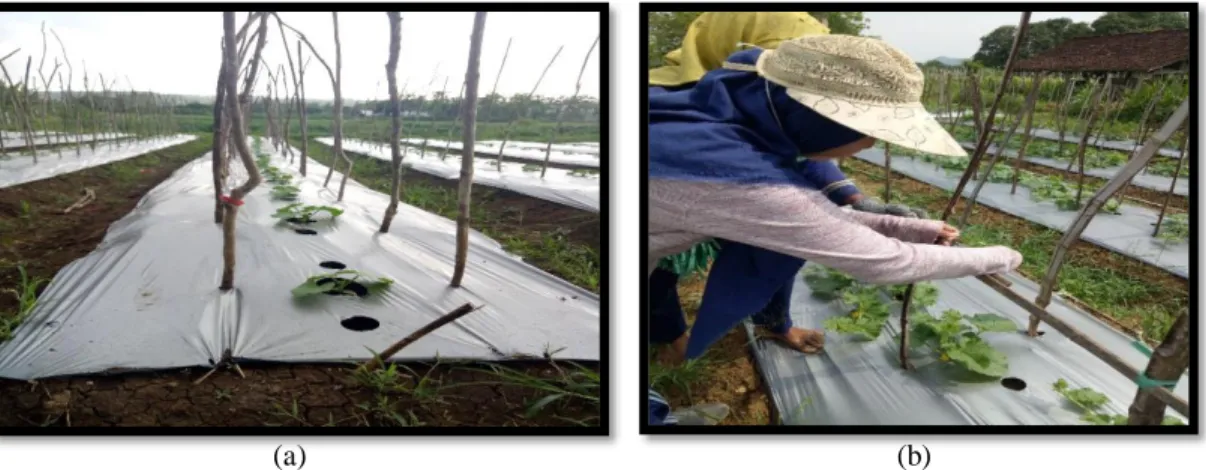 Gambar 3.6 (a) Pemasangan ajir (b) Perambatan Tanaman Melon  Sumber : Dokumentasi Pribadi, 2019 