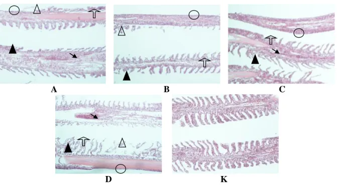 Gambar 5.  Profil histopatologi insang ikan uji (A) dosis  0 ppm, (B) ½ dosis terbaik (350 ppm), (C) 
