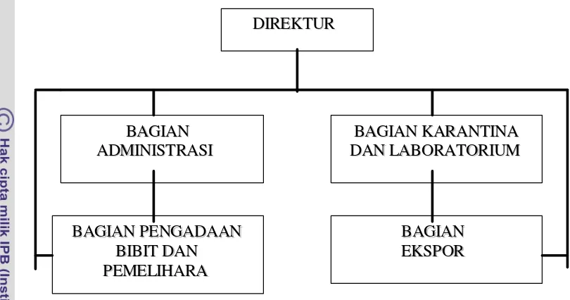 Gambar 5.  Struktur Organisasi PT. PRESTASI FAUNA NUSANTARA 