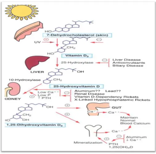 Gambar 2.3. Sintesa dan Metabolisme Vitamin D, Kalsium dan Fosfor. 
