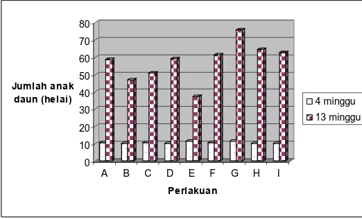 Gambar 4. Diagram perbedaan jumlah anak daun tanaman sengon umur 4 minggu                             dan 13minggu pada perlakuan kompos sampah kota 