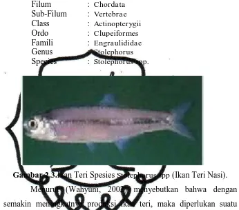 Gambar 2.3.Ikan Teri Spesies Stolephorus spp (Ikan Teri Nasi). 
