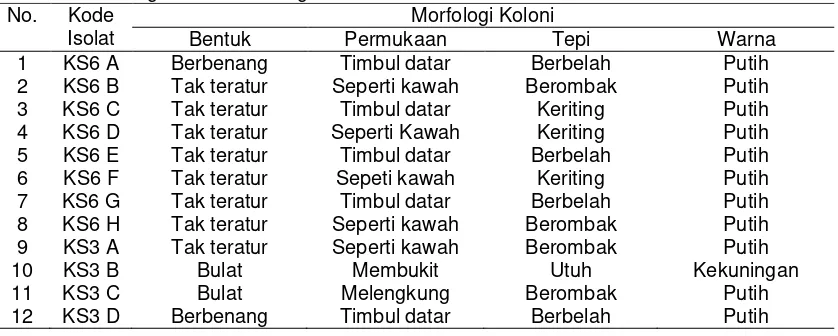 Tabel 3. Hasil Pengamatan Morfologi Koloni 