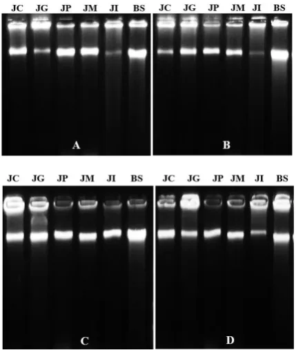 Gambar 2. Hasil amplifikasi DNA jarak dengan primer Scaffold 13-1 pada gel agarose 1%
