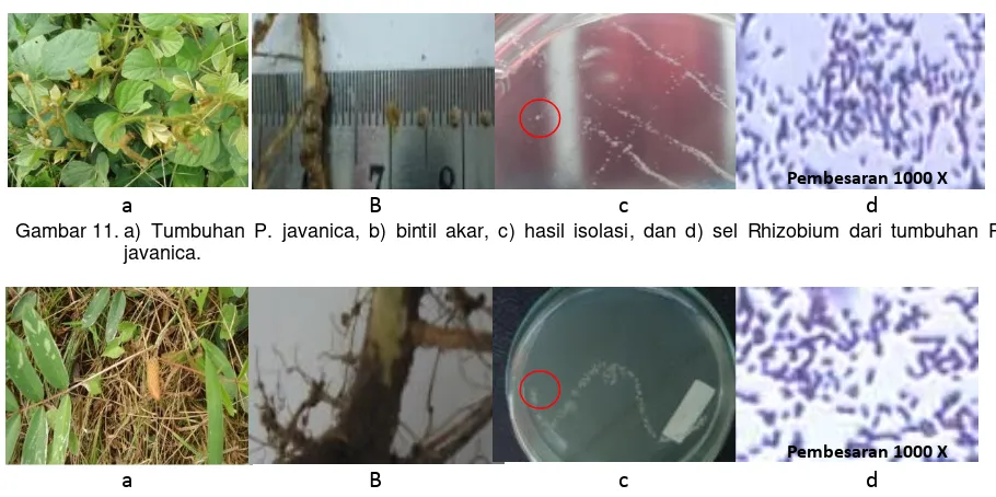 Gambar 11. a) Tumbuhan P. javanica, b) bintil akar, c) hasil isolasi, dan d) sel Rhizobium dari tumbuhan P