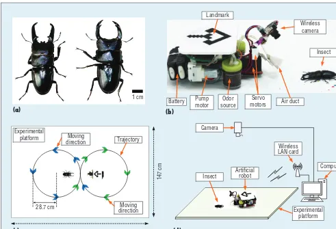 Figure 1. Experimental setup. (a) The stag beetles: Dorcus titanus castanicolor (left) and Dorcus hopei binodulosus (right); (b) the robot, which contains a wireless camera mounted on servo motors to detect the insect, two servomotors to help the camera tr