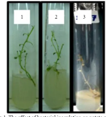 Figure 1. The effect of bacterial inoculation on potato plantlets. 1. Healthy plantlet after G062 inoculation, 2