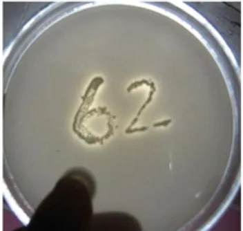 Figure 6. Phosphate solubilizing activivity of G062 isolate on Pikovskaya agar incubated at 29-30 oC for 72 hours.
