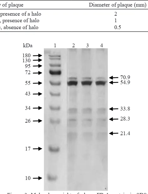 Figure 3. Molecular weight of phage FBa1 protein in SDS-PAGE gel. Lane 1, molecular size marker (PageRuler TM, Prestined Protein Ladder); lanes 2, 3, and 4, phage FBa1 protein.