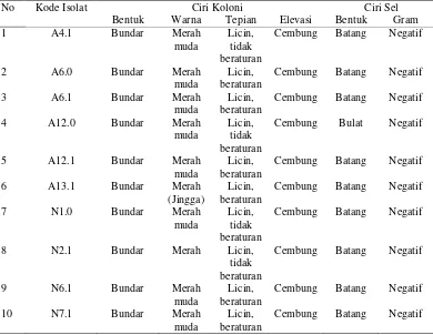 Tabel 1 Hasil seleksi bakteri penambat nitrogen bebas pada media Congo Red Agar (CRA) 