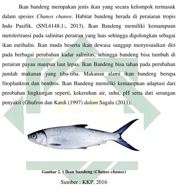 Gambar 2. 1  Ikan bandeng (Chanos chanos)
