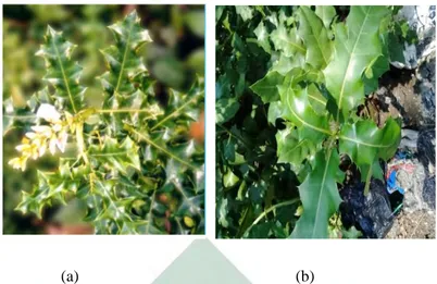 Gambar 2. 2 Acanthus ilicifiolius (a) potret dari Noor, Khazali &amp; Suryadiputra (2014) dan (b) potret  dokumen pribadi penelitian yang diambil di Mangrove Wonorejo (2020) 