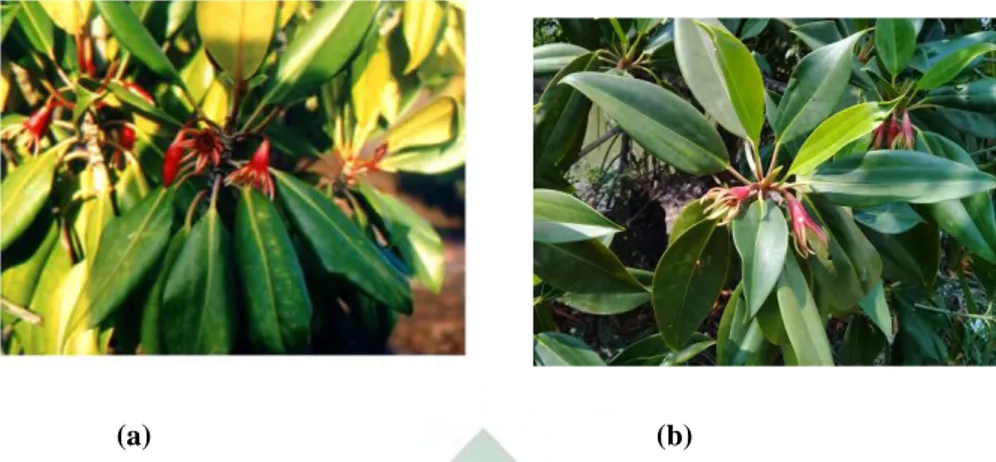 Gambar 2. 3 Bruguiera gymnorrhiza (a) potret dari Noor, Khazali, &amp; Suryadiputra (2014) dan (b)  potret dokumen pribadi peneliti yang diambil dari Mangrove Wonorejo (2020) 