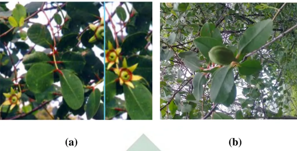 Gambar 2. 4 Sonneratia caseolaris (a) potret dari Noor, Khazali, &amp; Suryadiputra (2014) dan (b) potret  dokumen pribadi penelitian yang diambil dari Mangrove Wonorejo (2020) 