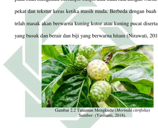 Gambar 2.2 Tanaman Mengkudu (Morinda citrifolia) Sumber: (Yuslianti, 2018). 