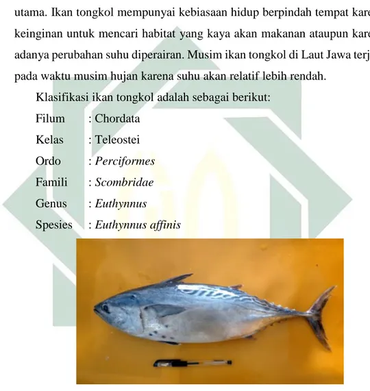Gambar 2.2 Ikan Tongkol (Euthynnus affinis) (Sumber: Chodrijah, Hidayat, &amp; Noegroho, 2013)