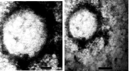 Gambar 3. Hasil Uji Aktivitas Analgetik Nanopartikel 