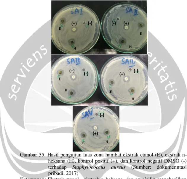 Gambar 35.  Hasil pengujian luas zona hambat ekstrak etanol (E), ekstrak n- n-heksana  (H),  kontrol  positif  (+),  dan  kontrol  negatif  DMSO  (-)  terhadap  Staphylococcus  aureus  (Sumber:  dokumenntasi  pribadi, 2017) 