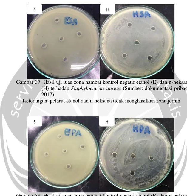 Gambar 37. Hasil uji luas zona hambat kontrol negatif etanol (E) dan n-heksana  (H)  terhadap  Staphylococcus  aureus  (Sumber:  dokumentasi  pribadi,  2017)