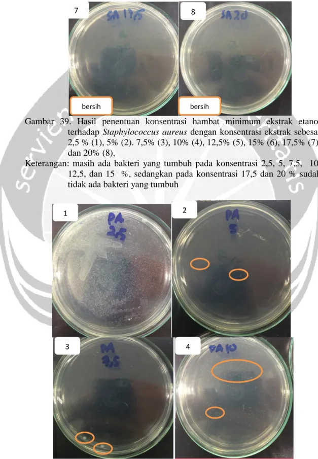 Gambar  39.  Hasil  penentuan  konsentrasi  hambat  minimum  ekstrak  etanol  terhadap  Staphylococcus  aureus  dengan  konsentrasi  ekstrak  sebesar  2,5 % (1), 5% (2)